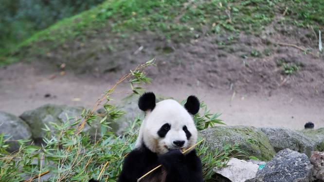 Fossiele vondst verklaart waarom pandaberen veranderden in planteneters