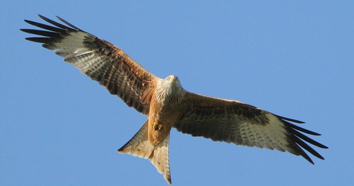 Vier dode roofvogels bij Persingen