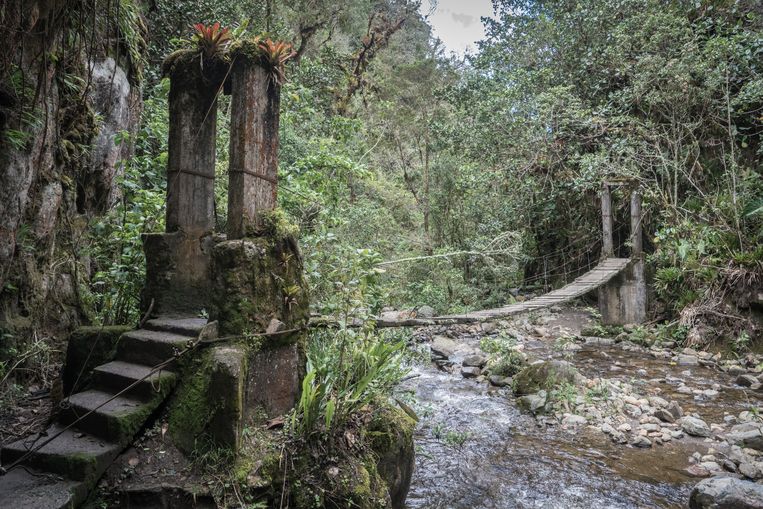 Een van de junglebruggen tijdens de wandeling in de Cocoravallei. Beeld Thomas Eskenazi