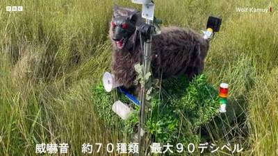 Japan gebruikt robotwolf om beren af te schrikken