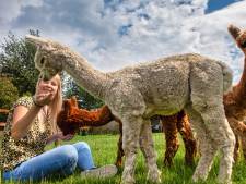 Alpaca’s zijn steeds populairder, maar: ‘Het zijn geen knuffeldieren’