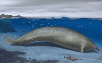 Wetenschappers ontdekken gigantische nieuwe walvisvoorouder: “dit was mogelijk het zwaarste dier ooit op aarde”