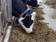Vloer begeeft het in stal in Budel: twee kalveren komen om het leven bij val in mestput