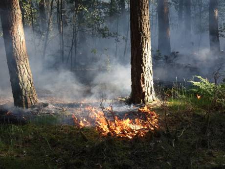 Opnieuw meerdere branden in Oisterwijks bosgebied: ‘Mogelijk sprake van brandstichting’