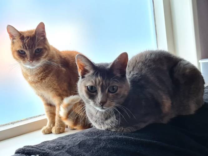 Vraag & Aanbod: lezer Marie-José zoekt nieuw baasje voor haar twee katten en popkoor kan mannen gebruiken