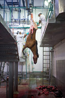 Diverse foto’s van Heleen Peeters, plus een portretje