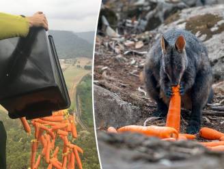 Helikopters droppen duizenden kilo’s wortels voor kangoeroes die verhongeren door bosbranden