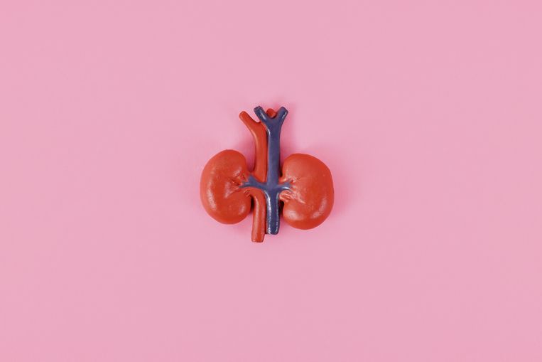 Wat kun je het beste eten voor gezonde nieren? Beeld Getty Images/iStockphoto