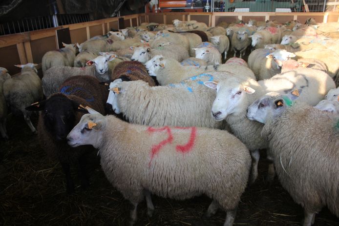 Moslims slachten onverdoofd schapen op een tijdelijke slachtvloer in Aalst. (Archieffoto.)