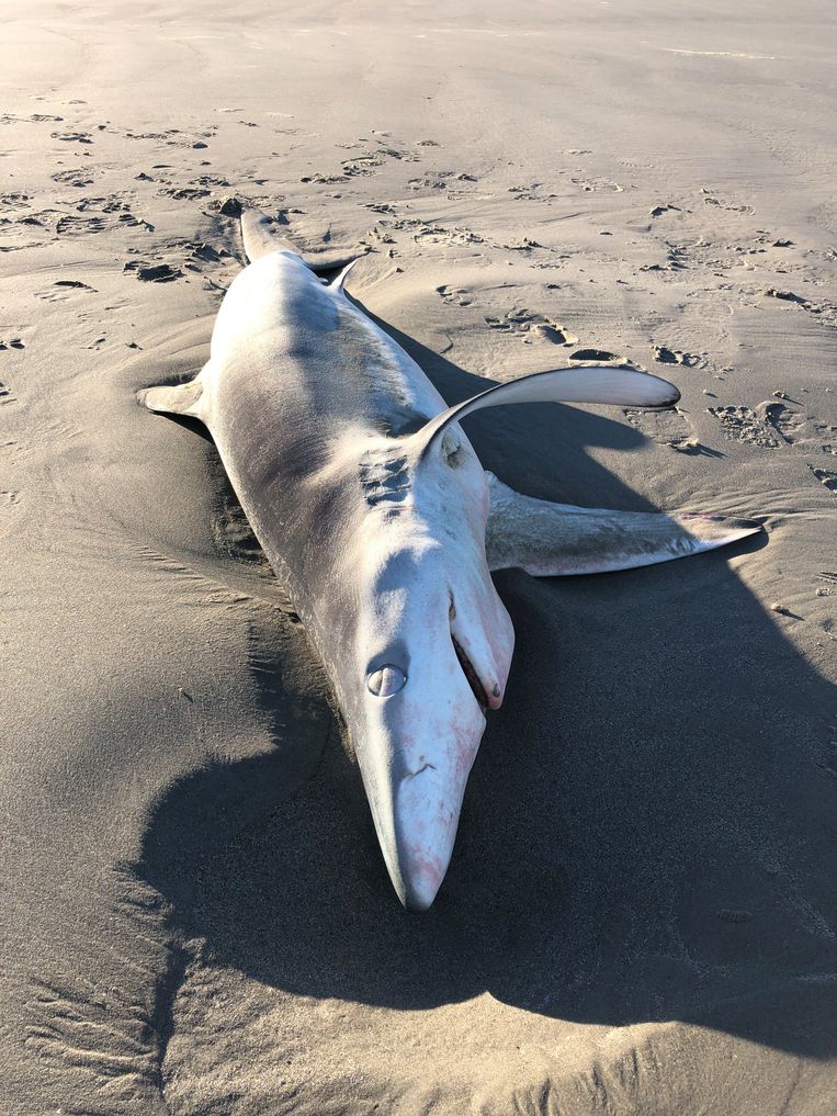 Behoefte aan Vluchtig Knipperen Een (grote blauwe) haai op Schiermonnikoog | Trouw