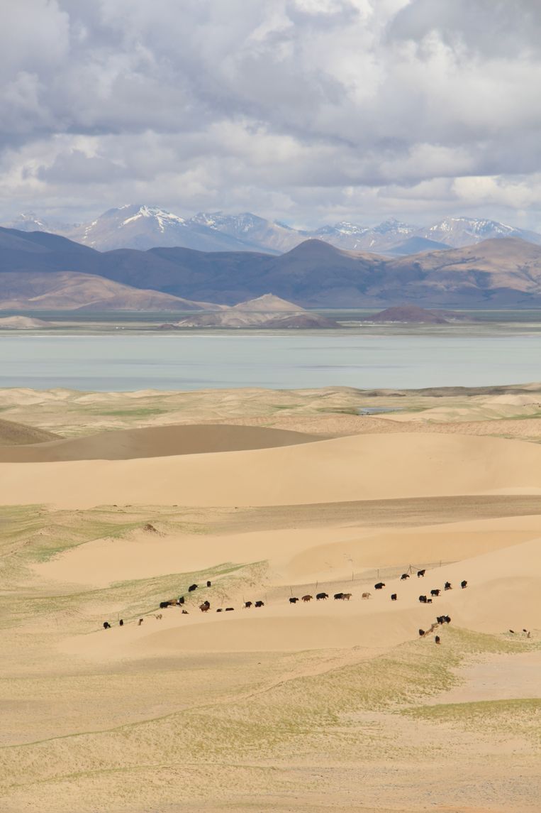 De hele reis lang zal een aaneenschakeling blijken van onmetelijke (berg)landschappen waar de jak keizer is. Beeld RV