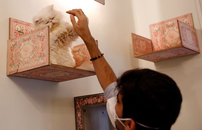 Een Iraanse man streelt een perzische kat in het Persian Cat Museum in Teheran.