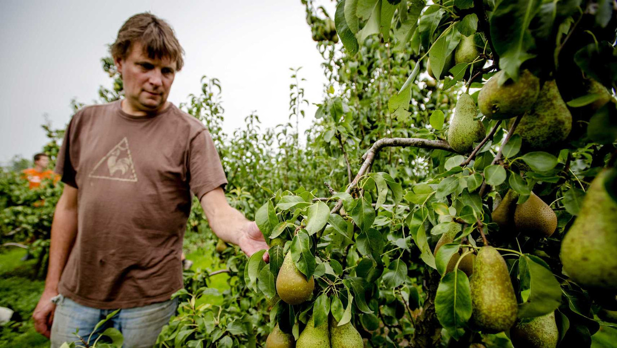 Een fruitteler controleert de kwaliteit van zijn peren. Beeld anp