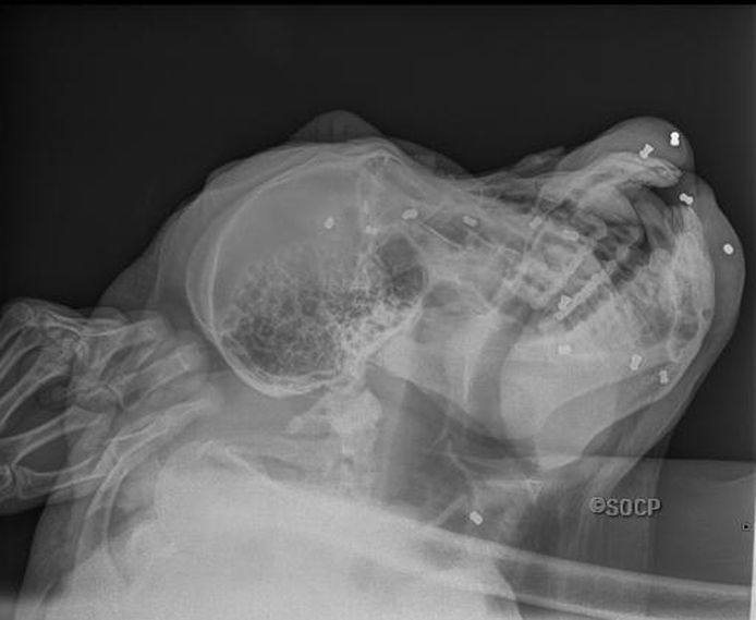 Een x-ray van het dier toont hoe het dier 16 keer geraakt werd in zijn kop.
