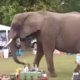 Komkommerblog - Olifant schrikt kofferbakmarkt op