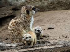 Twee jonge stokstaartjes geboren in Safaripark Beekse Bergen, één diertje toch doodgegaan