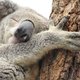 Australisch houtbedrijf verliest milieulabel na drama met koala's
