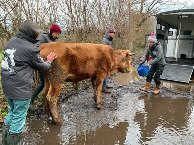 Six bovins maltraités sauvés de l’enfer à Heusy