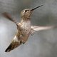 Kolibrivrouwtjes weten hoe ze zich de mannen van het lijf moeten houden