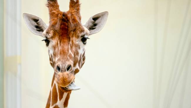Win een duoticket voor ZOO Antwerpen