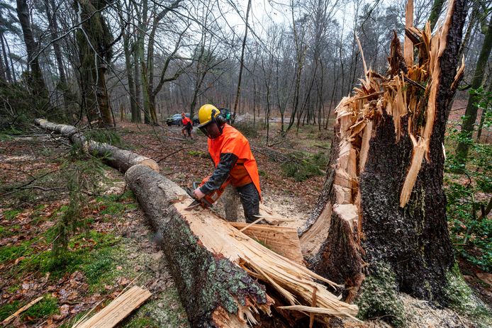 Medewerkers van Natuurmonumenten ruimen maandag stormschade op bij Landgoed Beekhuizen in Velp.