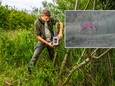 Boswachter Jonathan Leeuwis checkt een van de wildcamera’s die voor een grootscheeps onderzoek in het Bentwoud zijn opgehangen. In het kader: een reebok.