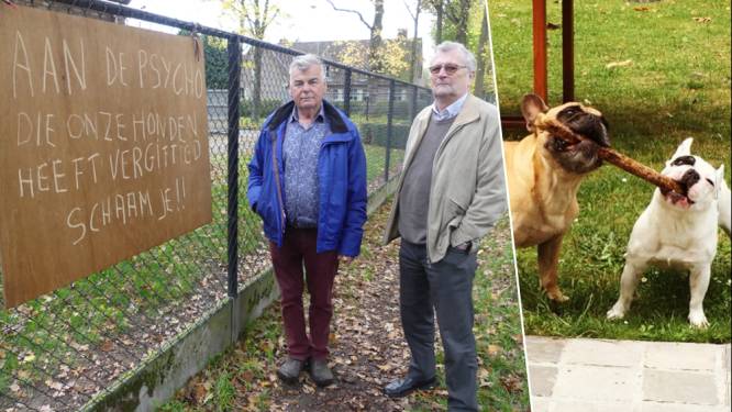 Vier honden vergiftigd op paar weken tijd in dezelfde buurt: “Plots waren Juul en Doortje helemaal versuft, enkele ogenblikken later waren ze dood”