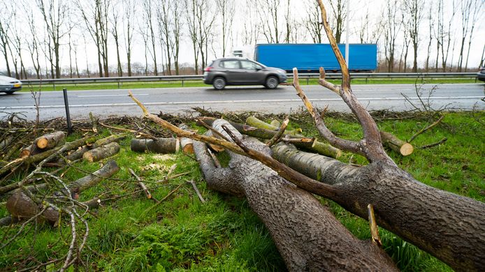 Een omgevallen boom zorgde voor een ongeluk op de A50.