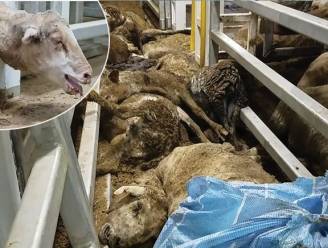 Gaia klaagt Roemeens "dodentransport" van schapen aan