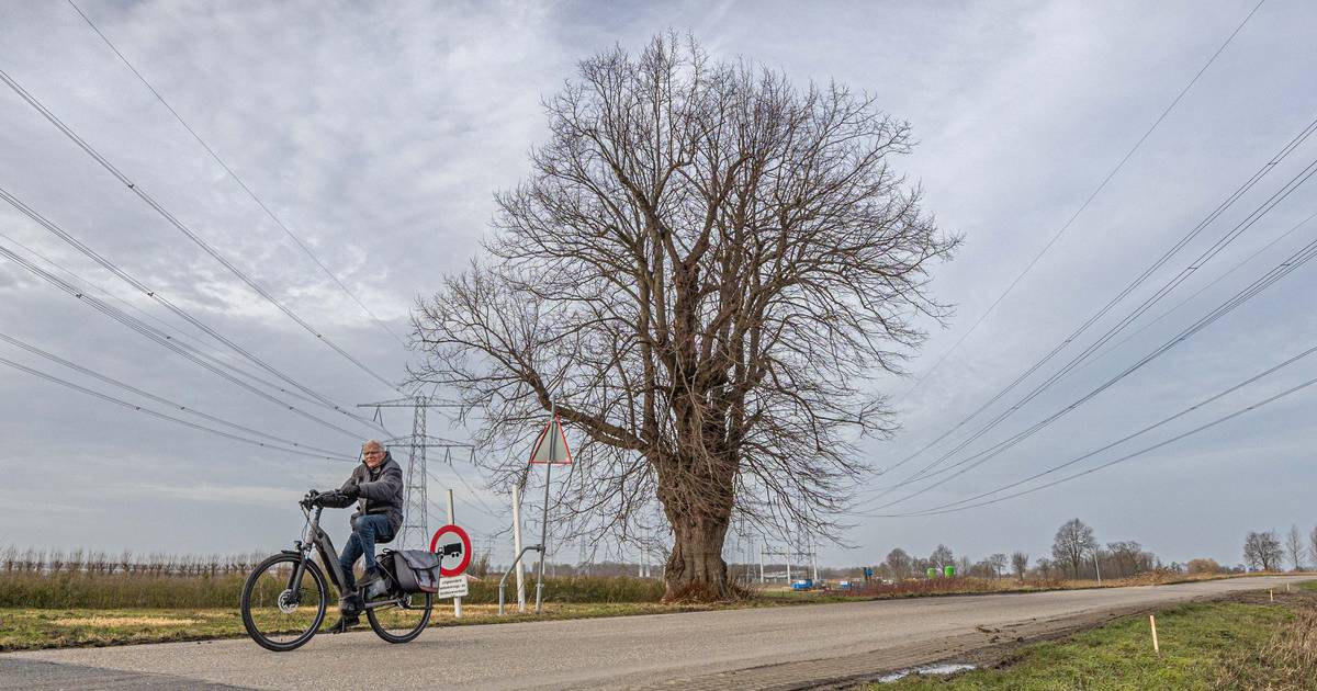 De meest besproken boom van Zeeland is gered van de ondergang