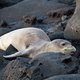 Biologen onderzoeken massale zeehondensterfte in Alaska