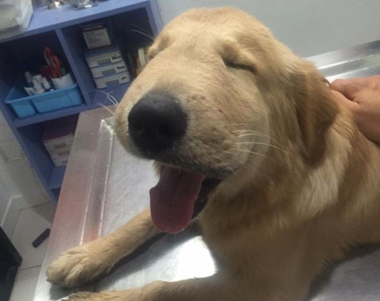 Hond wordt gestoken door wesp en zwelt helemaal op Libelle