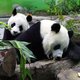 China verklaart 'diplomatie-panda' onterecht dood