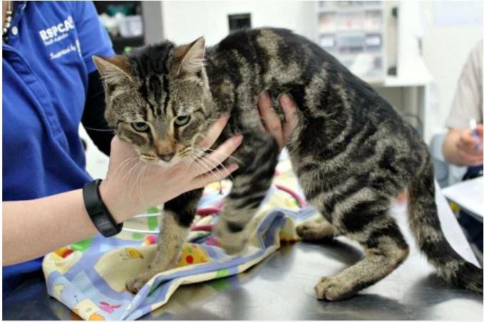 De enige overlevende kat werd door haar redders Trooper genoemd.