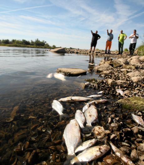 Duitsland treft kwik aan in rivier Oder na vondst duizenden dode vissen