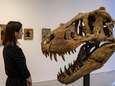 Zeldzame schedel van T-rex zal geveild worden voor 15 miljoen euro