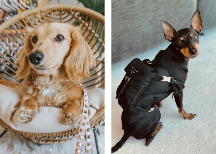 Harde wind crisis roman Een hondenjasje van Versace of halsband van Louis Vuitton: luxemode voor  onze beestjes boomt. “Sommige honden vinden het maar niks” | Familie |  hln.be