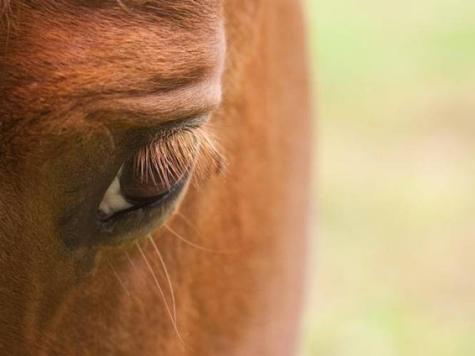 Paardenbeul slaat toe in Gingelom: veulen bloedt dood