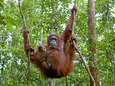 Wetenschappers trekken aan alarmbel: “Aantal orang-oetans stijgt helemaal niet in Indonesië”