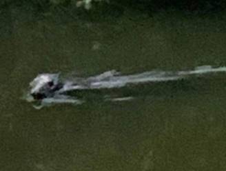 Zeehond gespot in Kanaal Eeklo, tientallen kilometers van Noordzee: “Blijf eraf en geniet vanop afstand”