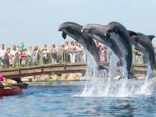 Dolfijnen van Dolfinarium naar China? ‘Zo snel mogelijk terug naar zee’, vindt Partij voor de Dieren