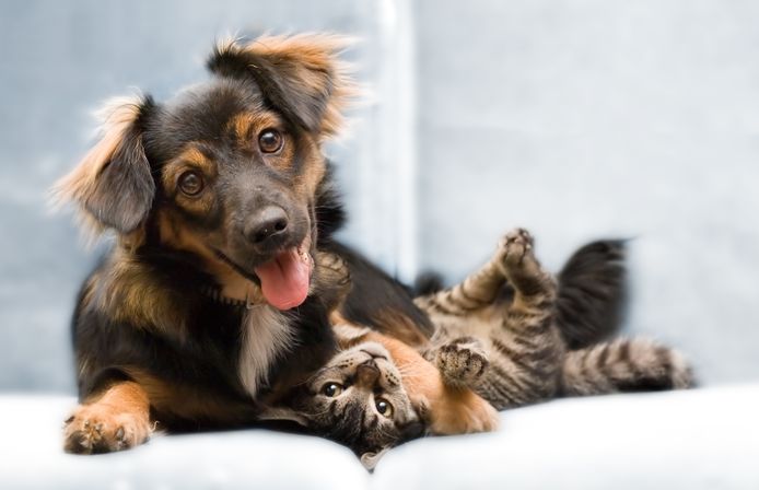 Je hond of kat kan je nieuwe bank aardig toetakelen.