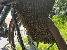 Tros bijen nestelt zich aan fiets van scholier, imker schiet te hulp