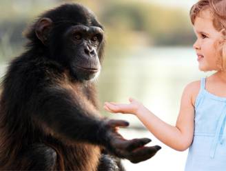 “Kleine aapjes”: peuters delen 95 procent van gebaren met chimpansees