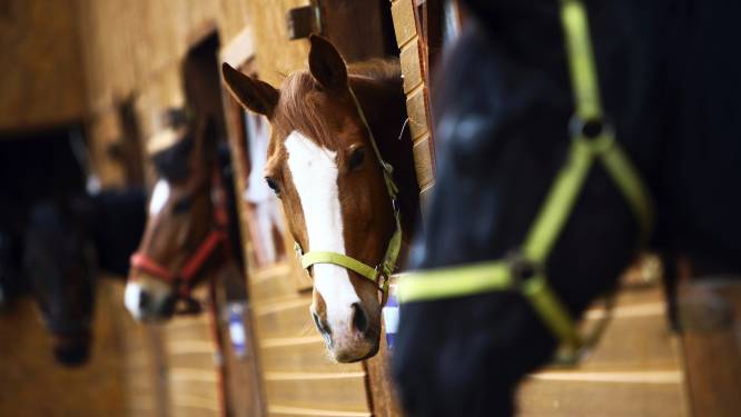 Veertig paarden in Arnhemse stal ziek: 'Dit is vreselijk'