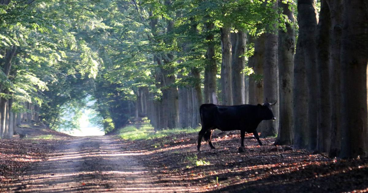Ongewenst Het Einde Is In Zicht Voor Spaanse Runderen In De Edese Natuur Ede Gelderlander Nl