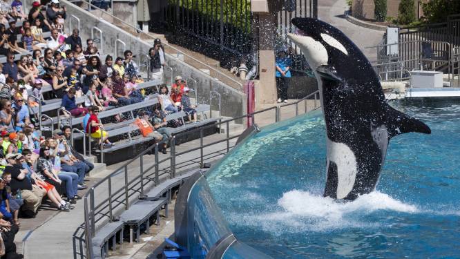 SeaWorld "stopt" met omstreden orkashow, maar vervangt die gewoon door een nieuwe