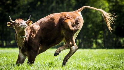 Bekende koe Hermien na maanden op stal dolblij in de wei