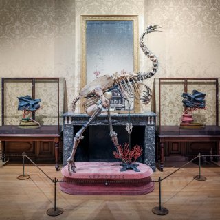 The Art Zoo Museum feels like an eccentric scientist's cabinet of curiosities