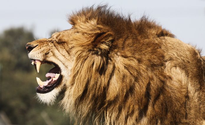 De dierenverzorgster raakte zwaargewond toen ze tijdens werktijd werd aangevallen door twee mannelijke leeuwen.